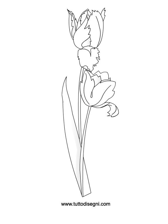 tulipano da colorare
