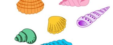 conchiglie