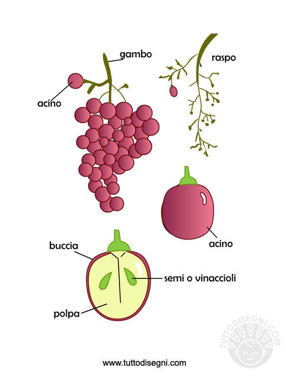 frutto uva