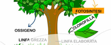 la fotosintesi clorofilliana