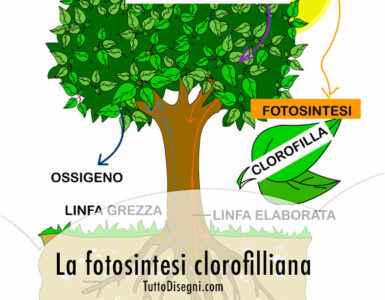 la fotosintesi clorofilliana