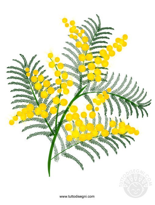 mimosa1