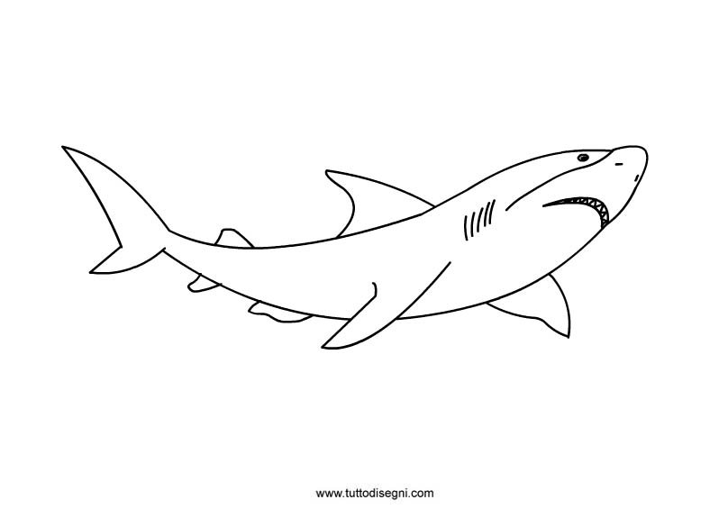 disegno squalo