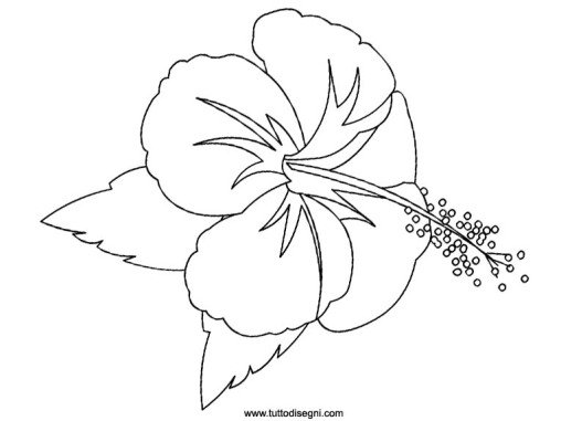 hibiscus da colorare