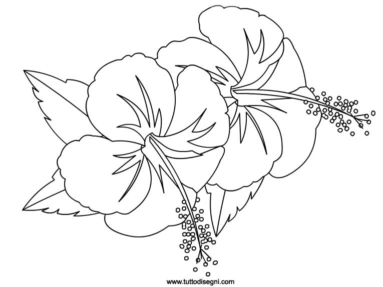 hibiscus disegno