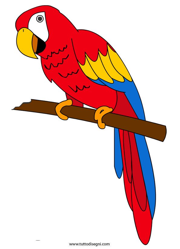 pappagallo 2