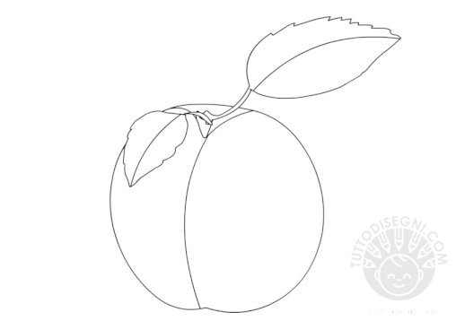 frutta albicocca