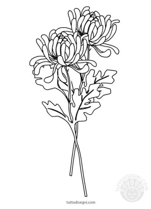 crisantemi