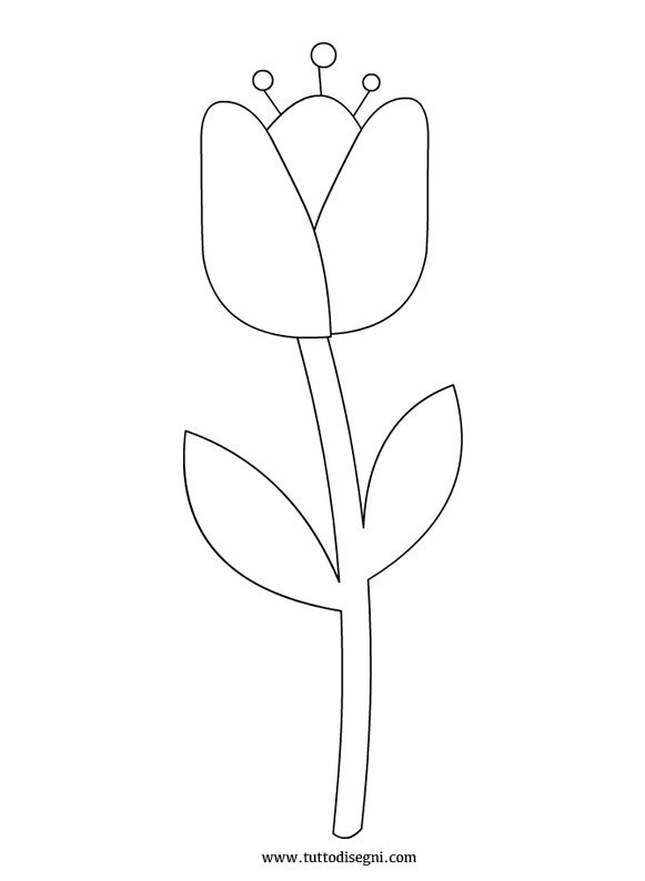 disegno tulipano