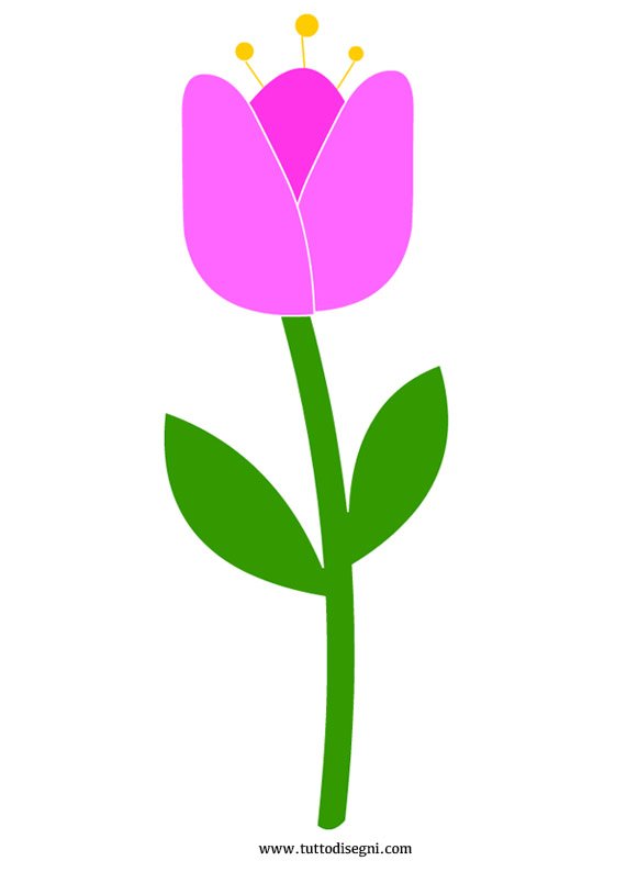 tulipano 6