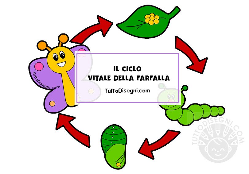 ciclo vitale farfalla