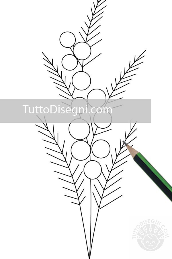 mimosa disegno