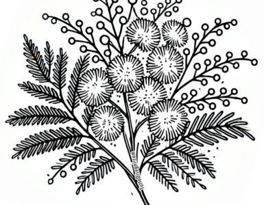 mimosa fiore