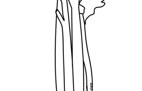 sedano