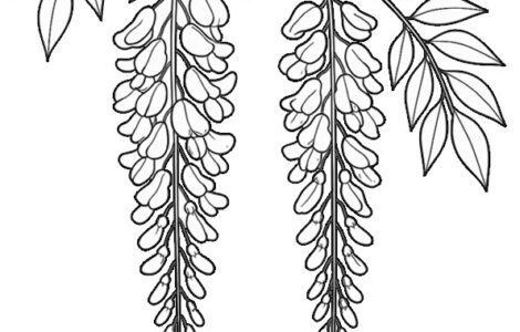 glicine 1