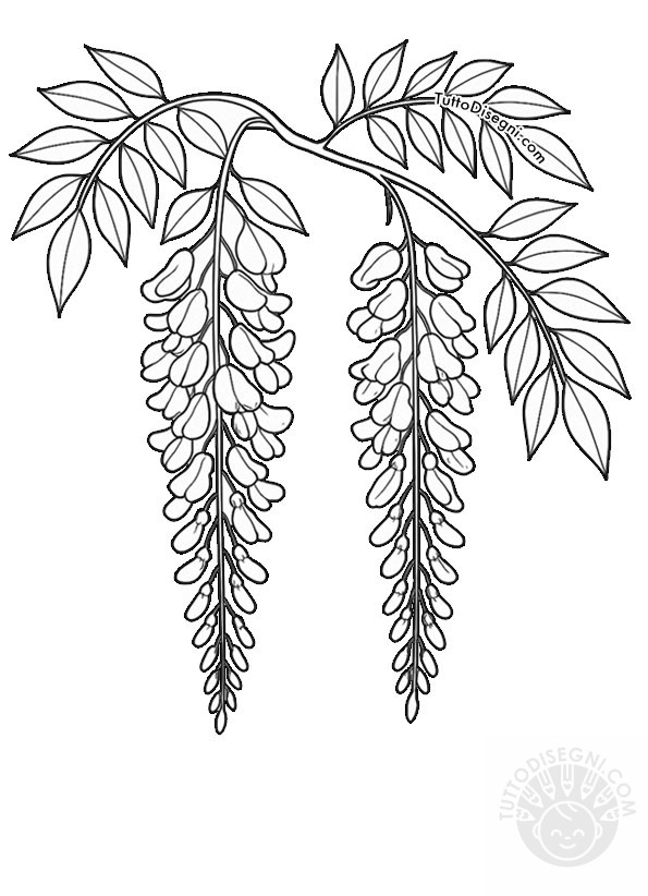 glicine 1