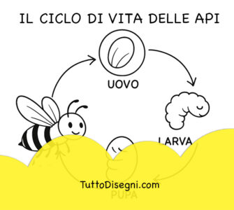 Il ciclo di vita delle api