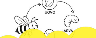 Il ciclo di vita delle api