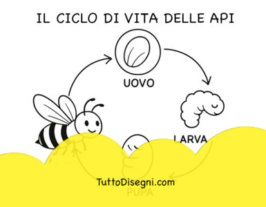 Il ciclo di vita delle api