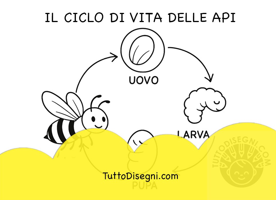 Il ciclo di vita delle api