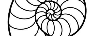 conchiglia di nautilus