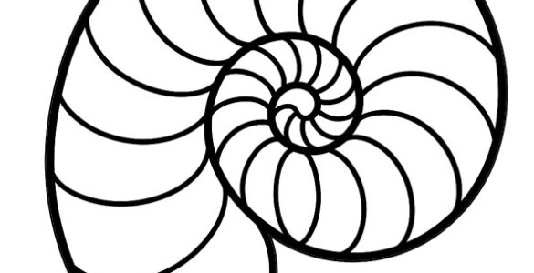 conchiglia di nautilus