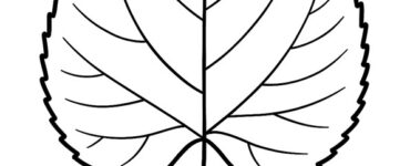 foglia tiglio
