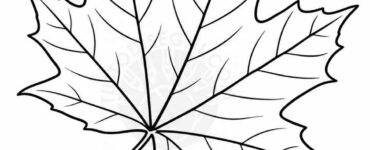 foglia acero disegno